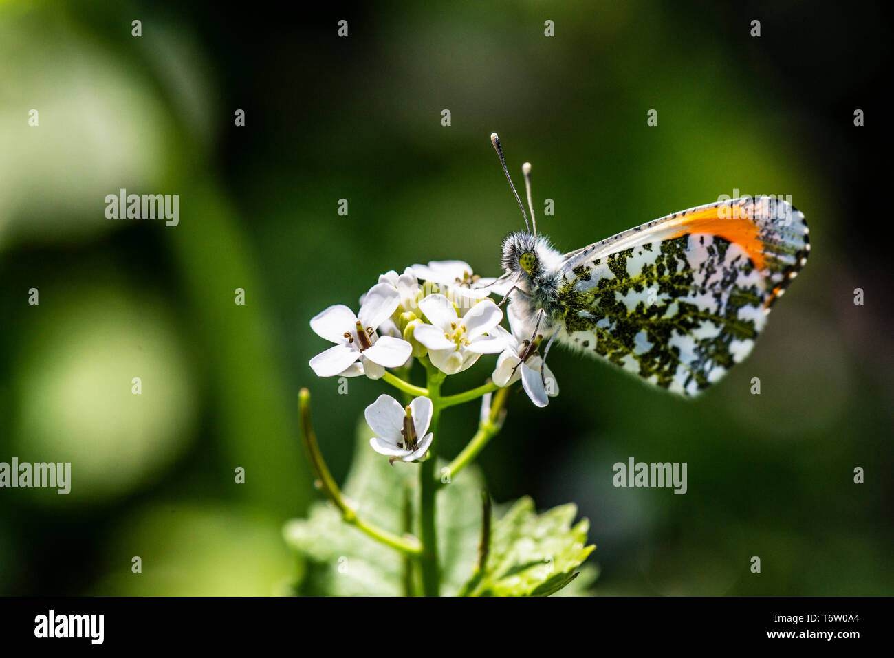 A male orange tip butterfly (Anthocharis cardamines) on the flower of a Jack-by-the-hedge (Alliaria petiolata) Stock Photo