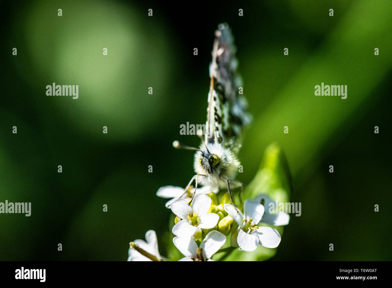 A male orange tip butterfly (Anthocharis cardamines) on the flower of a Jack-by-the-hedge (Alliaria petiolata) Stock Photo