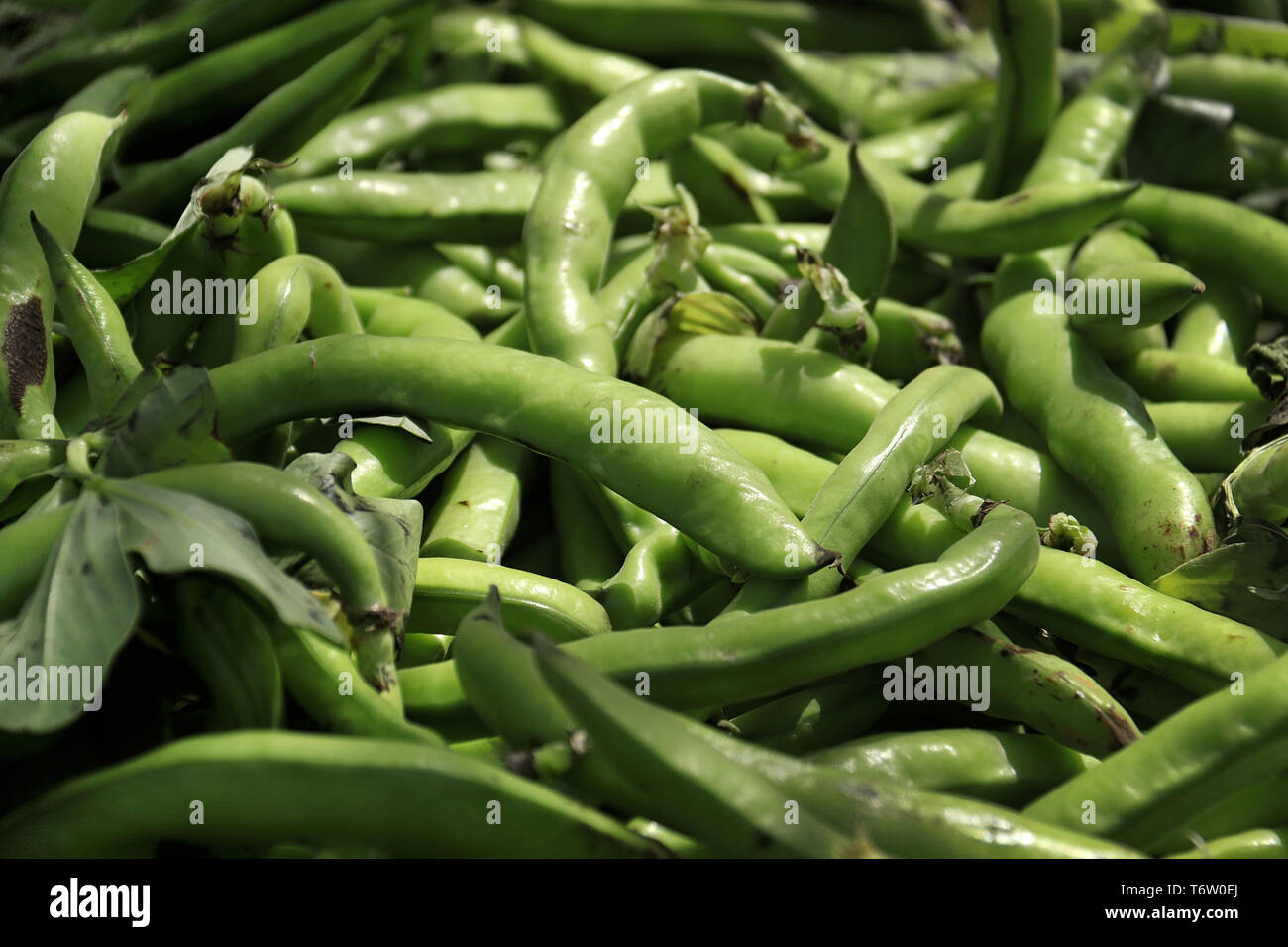 A heap of fresh green fava bean pods in the market in Lebanon. Stock Photo