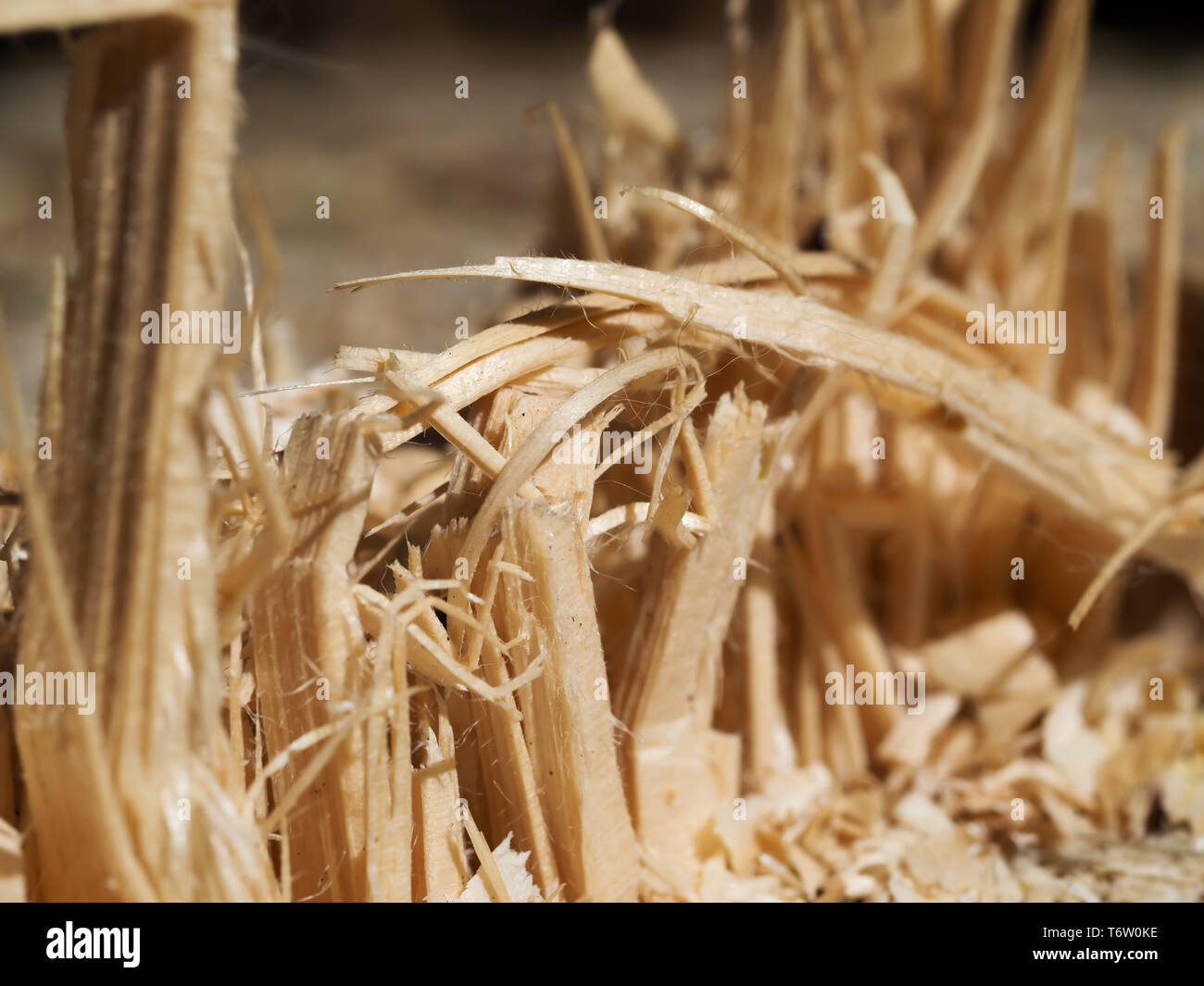 detailed shot of pointed broken wood splinters of a tree cut Stock ...
