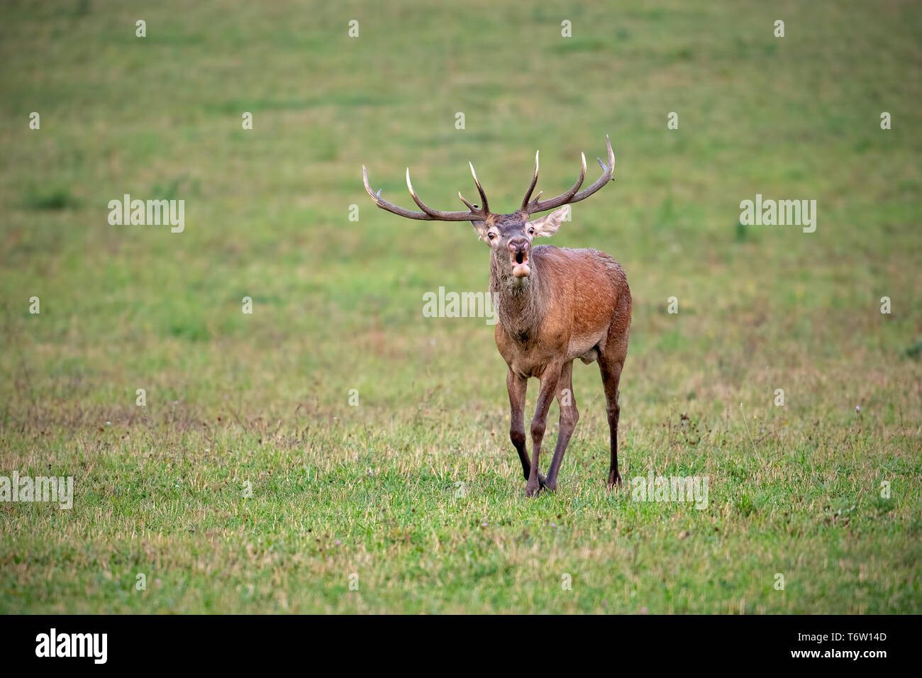 Bellowing red deer stag walking forward in autumn Stock Photo