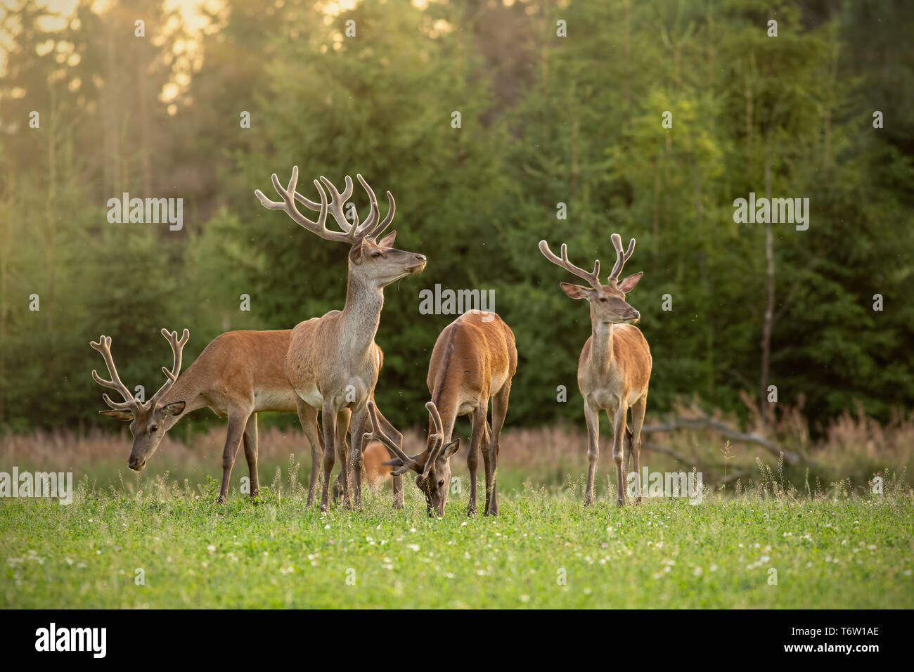 Herd of red deer stags with antlers covered in velvet in spring Stock Photo