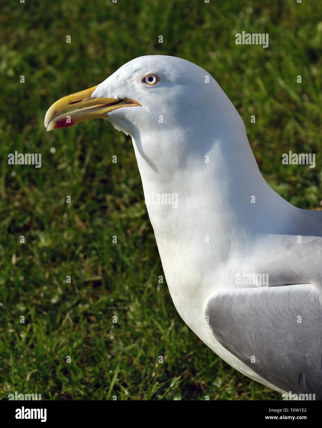 Gull caravan hires stock photography and images Alamy