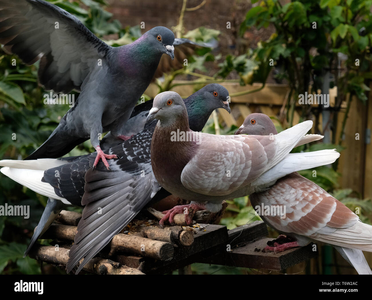 Feral pigeons feeding in urban house garden. Stock Photo