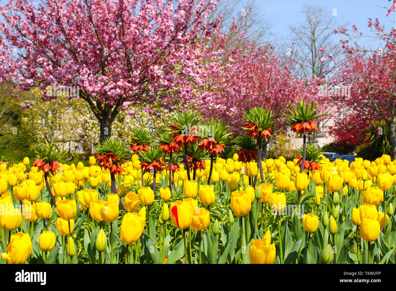 A beautiful display of spring flowers of yellow Tulips, orange Lilly and pink Cherry Tree blossom on a sunny spring morning.  Cardiff, UK Stock Photo