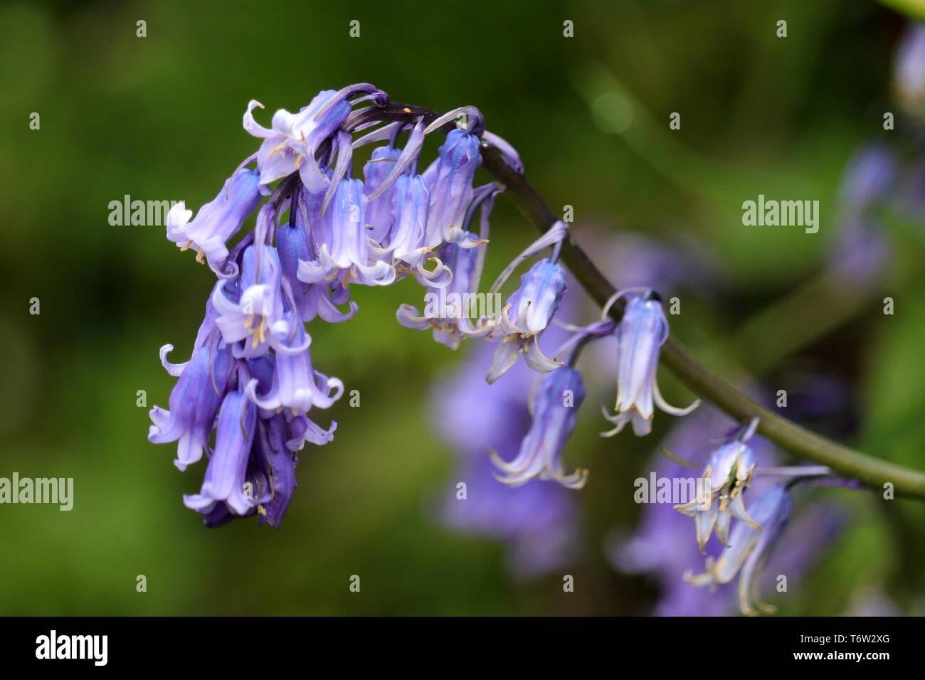 Common Bluebell, Hyacinthoides non-scripta, Stock Photo