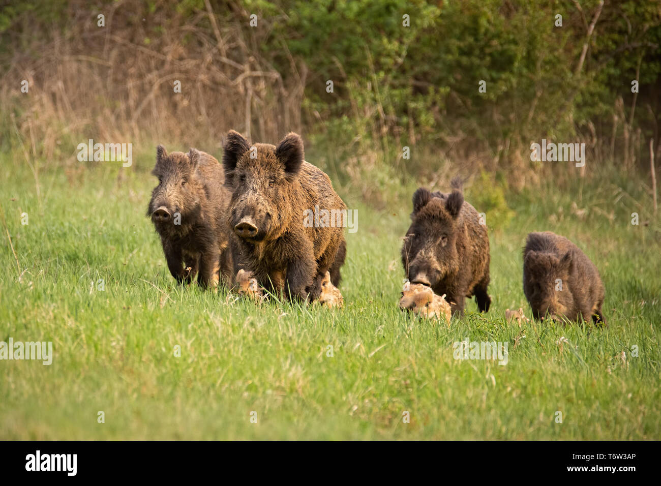 Group of wild boars, sus scrofa, running in spring nature. Stock Photo