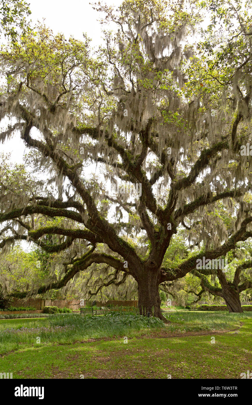 Live oak trees in South Carolina, USA. Spanish moss hangs from the trees. Stock Photo