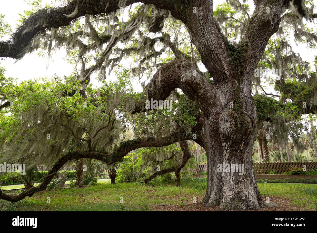 Live oak trees in South Carolina, USA. Spanish moss hangs from the trees. Stock Photo