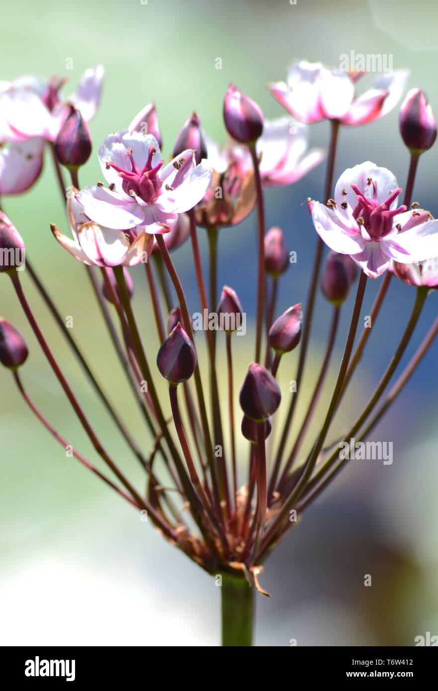 Flowering rush {grass rush} {Butomus umbellatus} Stock Photo