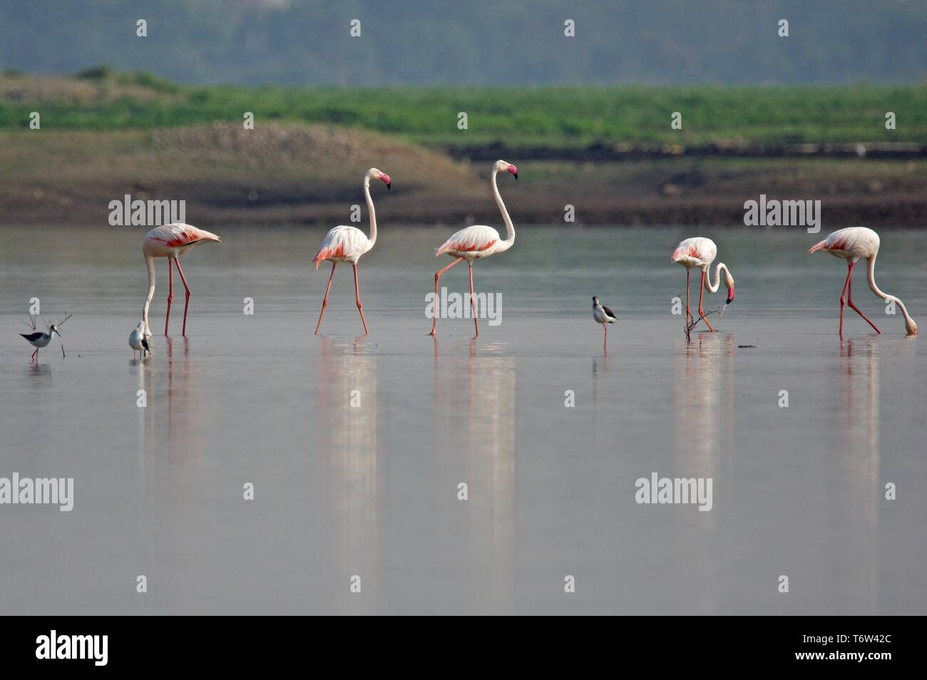Greater flamingo Stock Photo