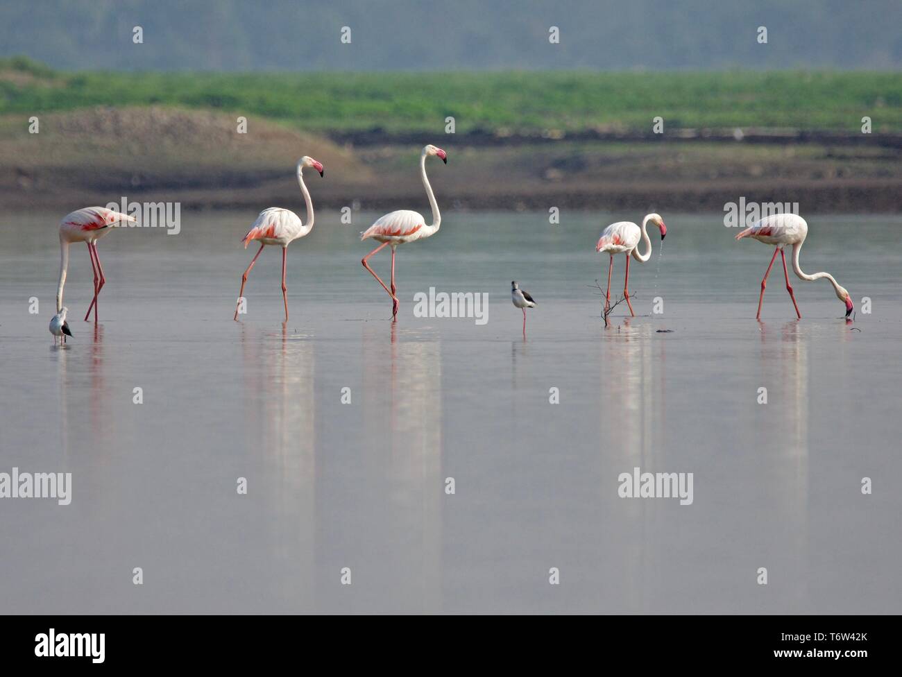 Greater flamingo Stock Photo