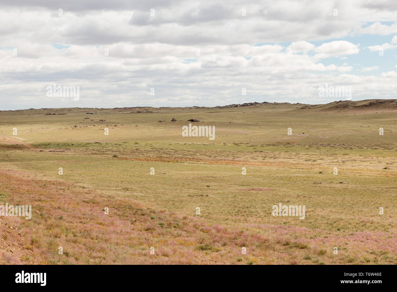 Grass mongolian steppe dry hi-res stock photography and images - Alamy