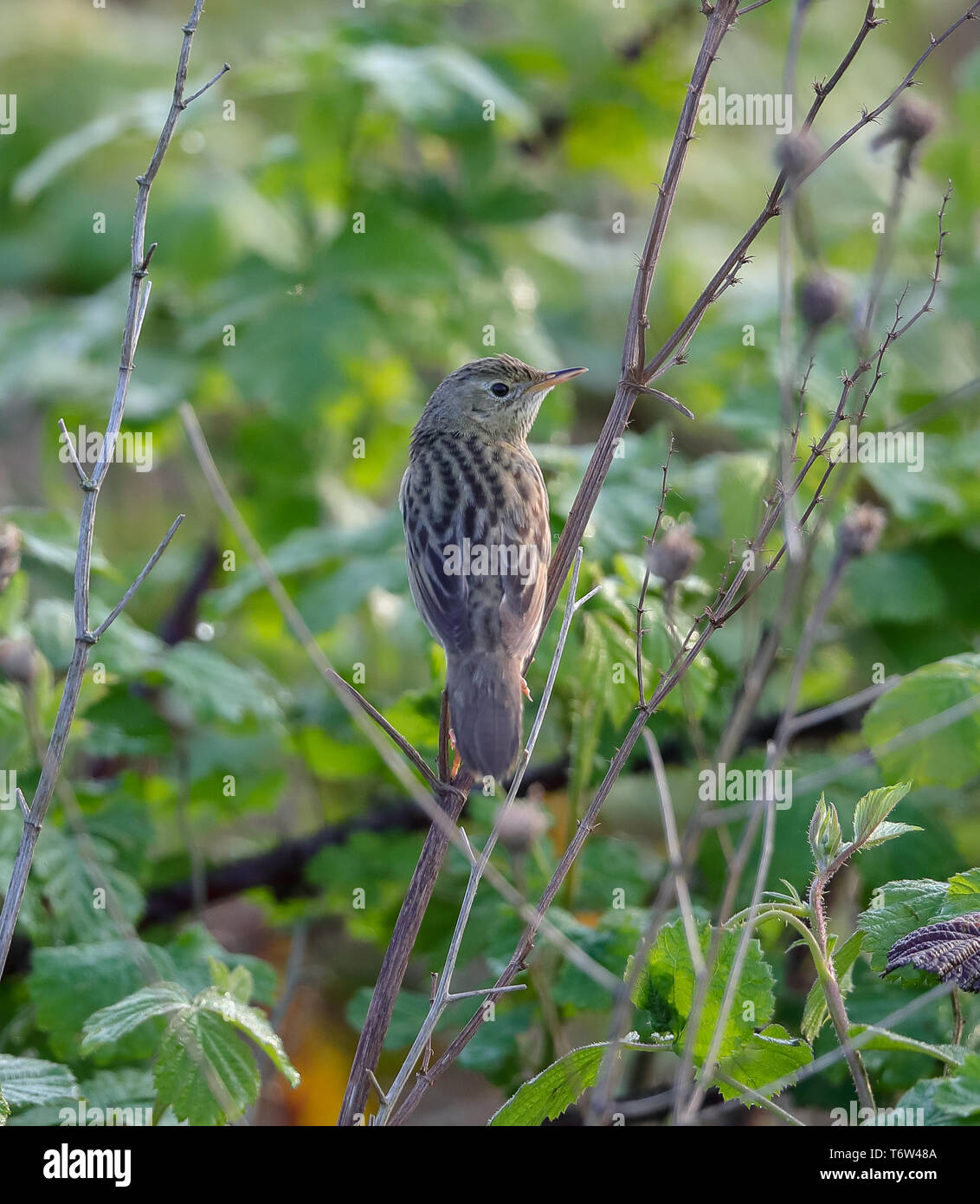 Grasshopper Warbler (Locustella naevia) Stock Photo