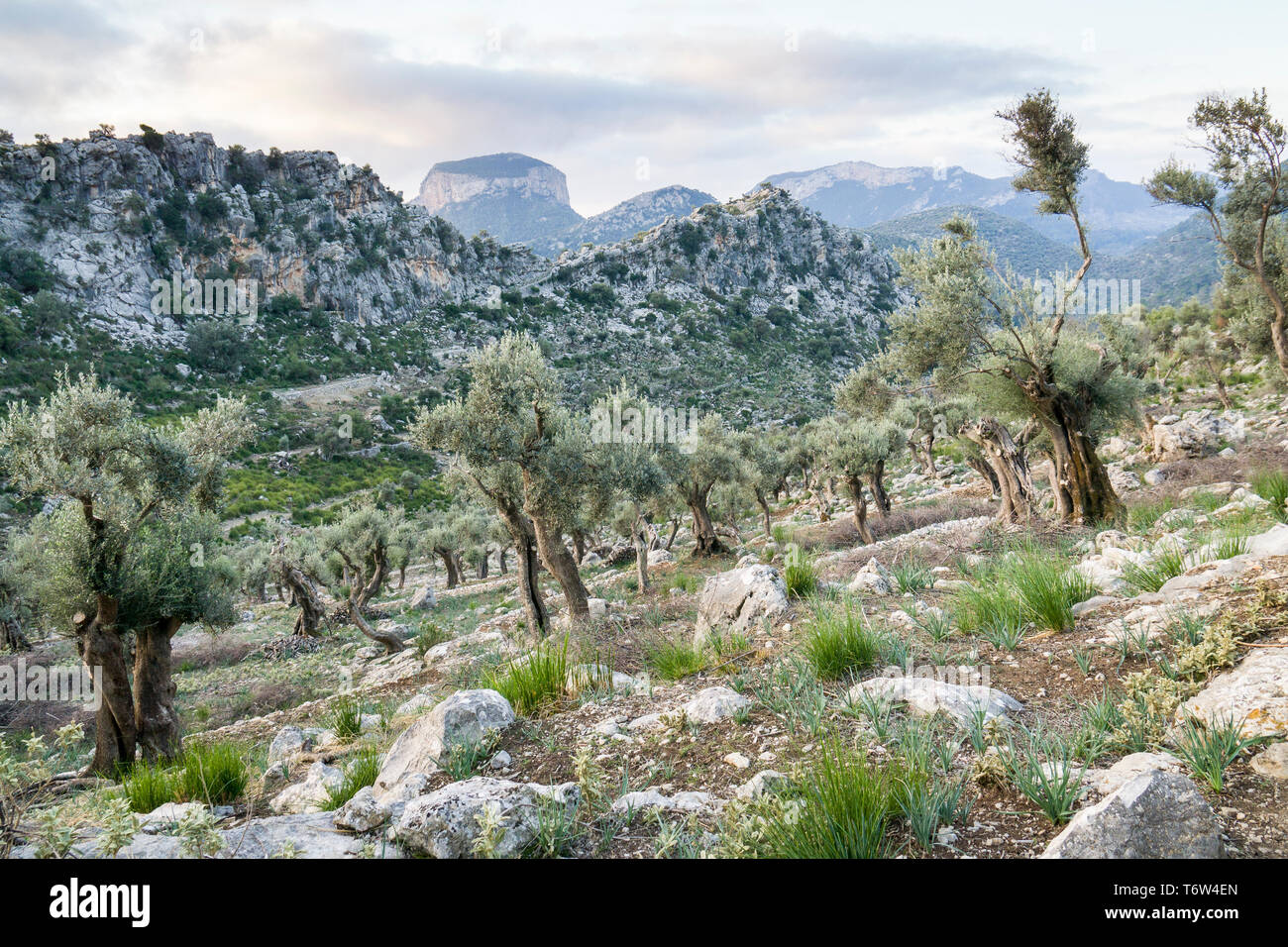 On the GR 221. The long distance path over the Serra de Tramuntana, also  called dry stone route, in West-Mallorca, Spain Stock Photo - Alamy