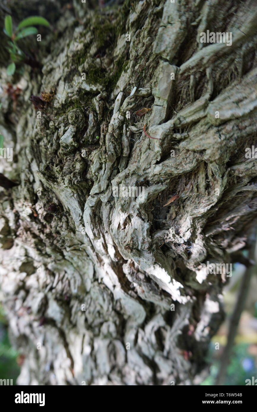 elder tree bark Stock Photo Alamy
