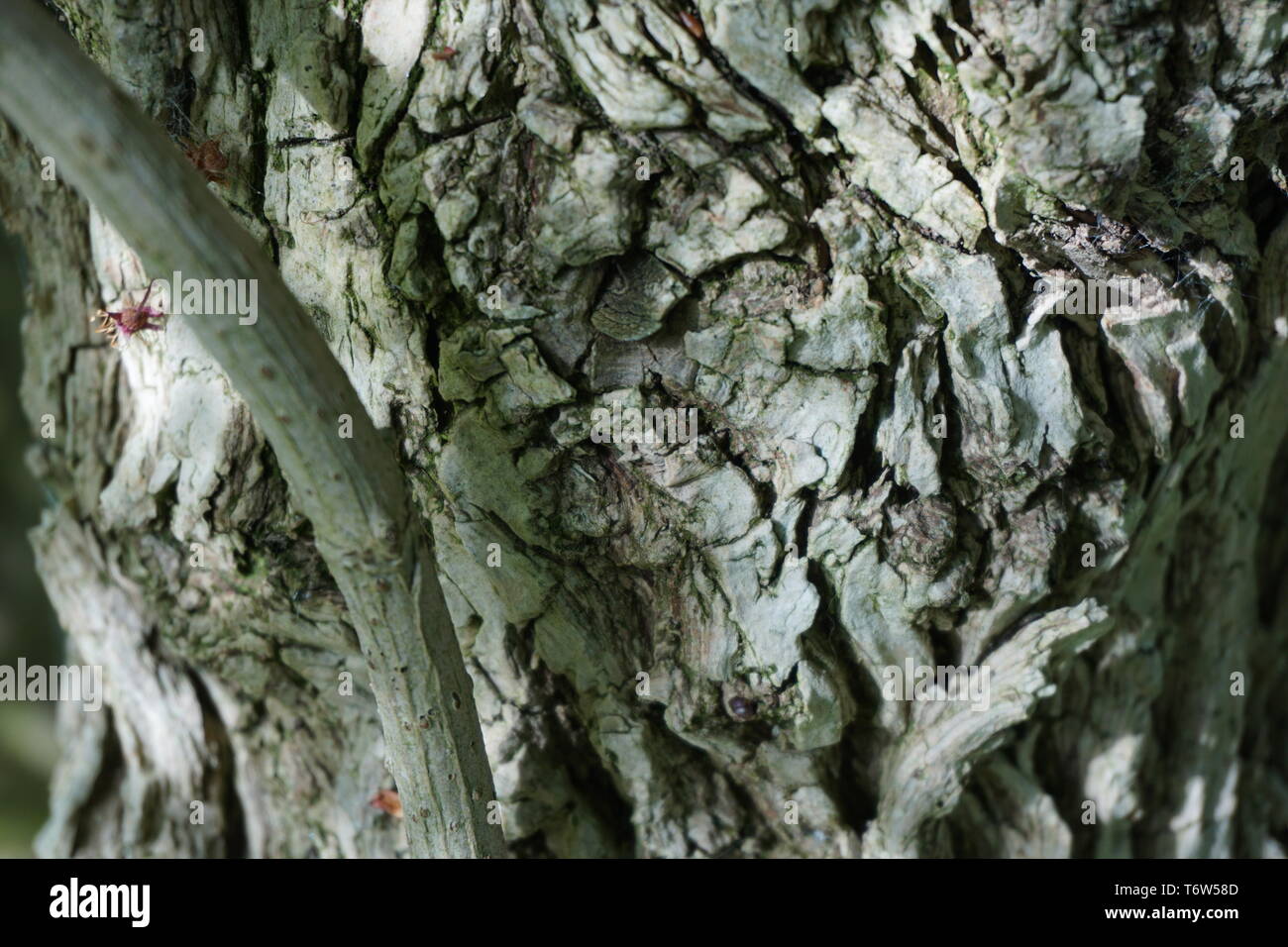 Elder tree bark hires stock photography and images Alamy