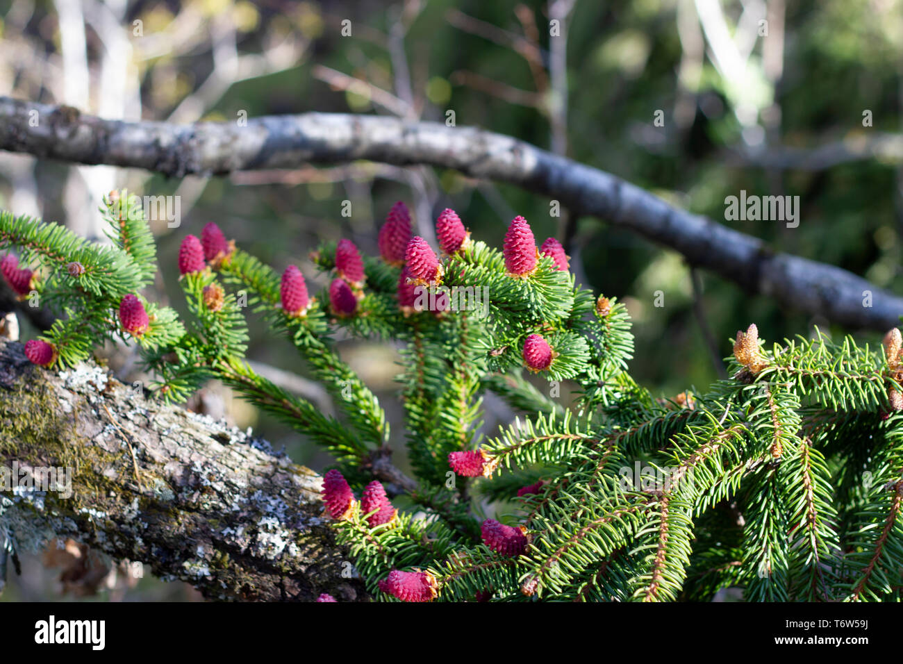 Young spruce cones on a fallen down tree in the woods. Stock Photo