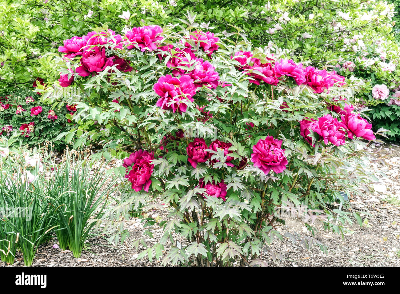 Red Tree peonies, Paeonia x suffruticosa Cardinal Vaughan, Tree peony