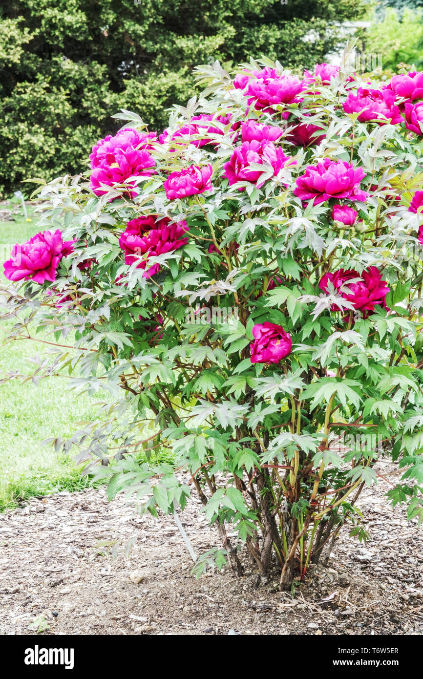 Tree Peony in garden red peonies, Paeonia x suffruticosa Cardinal Vaughan, shrub  plant in a garden Peonies Stock Photo