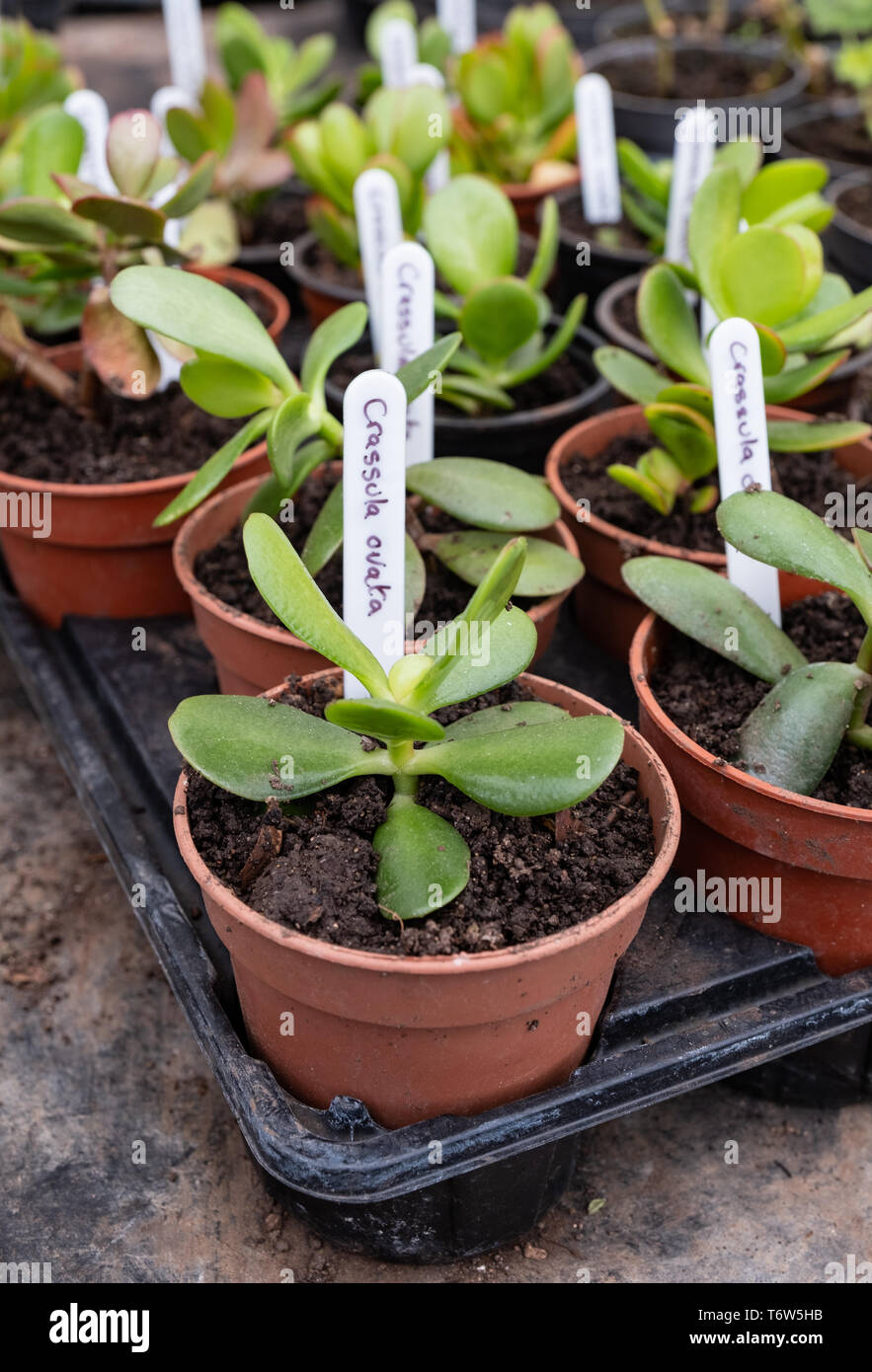 Manor house greenhouse hi-res stock photography and images - Alamy