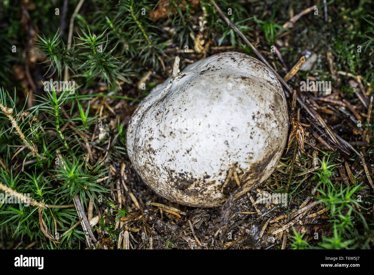 Spithe mushroom on forest soil Stock Photo