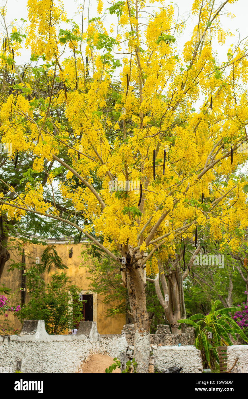 Golden shower tree, Cassia fistula, in front of a church in Poxila, Yucatan. Stock Photo