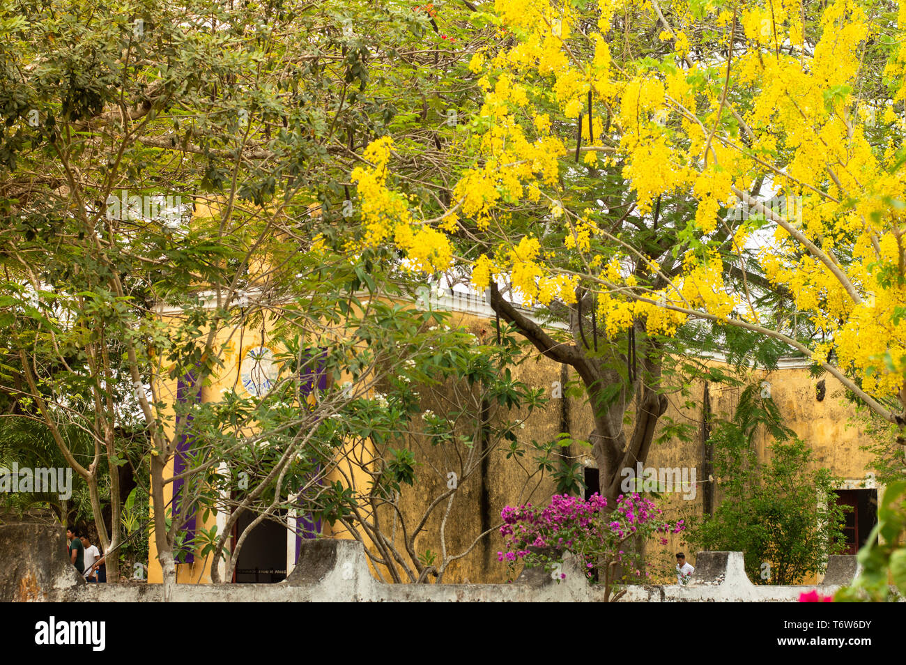 Church in Poxila, Yucatan. Big Golden shower tree, Cassia fistula on the front. Stock Photo