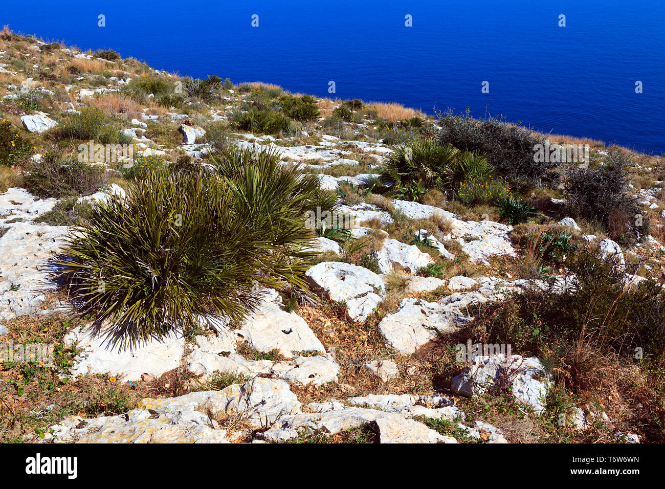 Flora growing amongst the rocks on top of the cliff at Cap Santa Antoni, Javea, Denia, Spain Stock Photo
