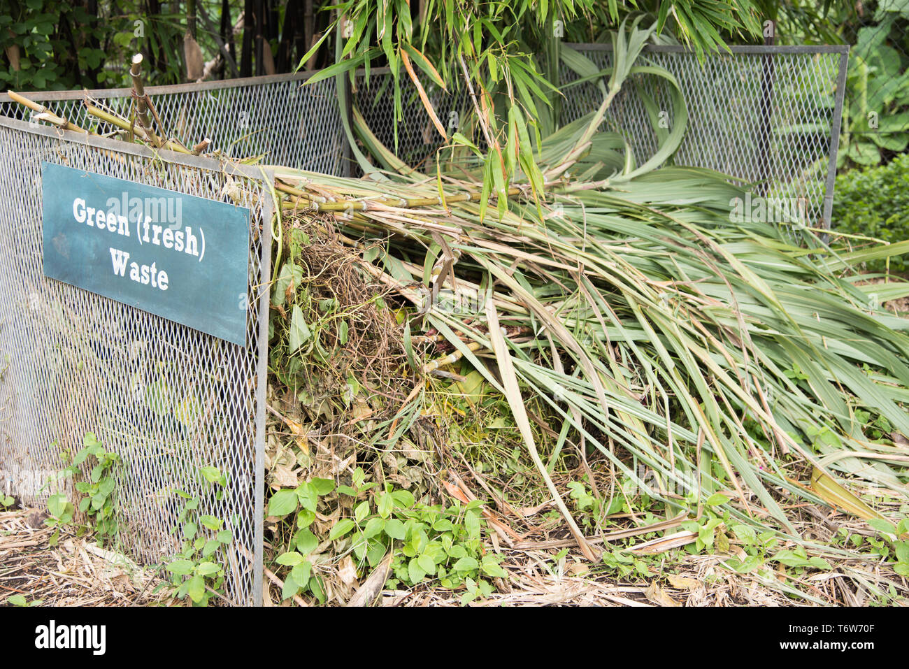 Darwin, Northern Territory, AustraliaFebruary 1,2019 Snakebean
