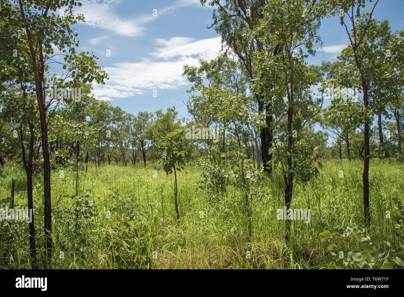 Stunning green, lush bushland growing at Litchfield National Park on a sunny day in the Northern Territory of Australia Stock Photo