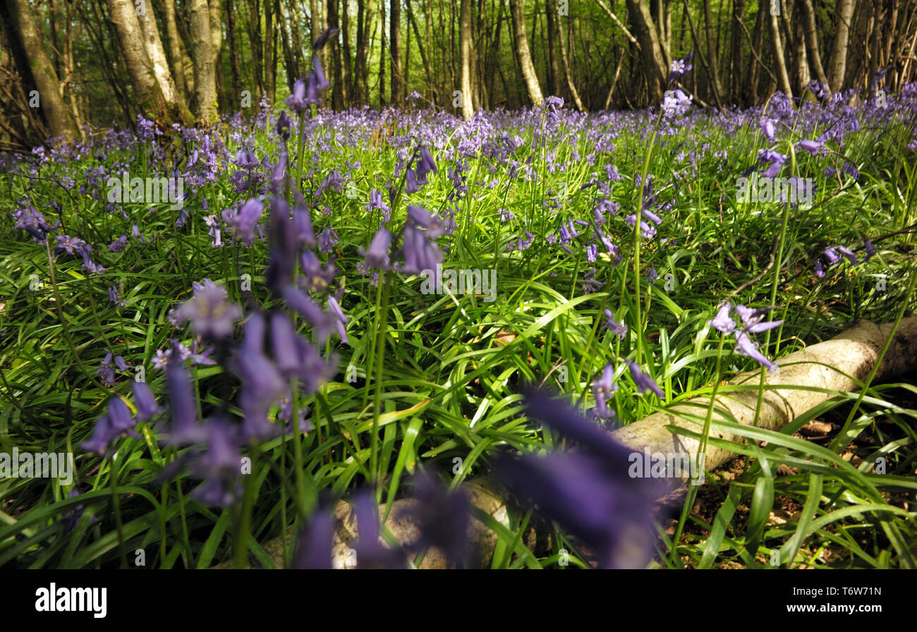 Bluebells carpet the floor of woods near Battle in East Sussex, Britain on April 22, 2019 Stock Photo
