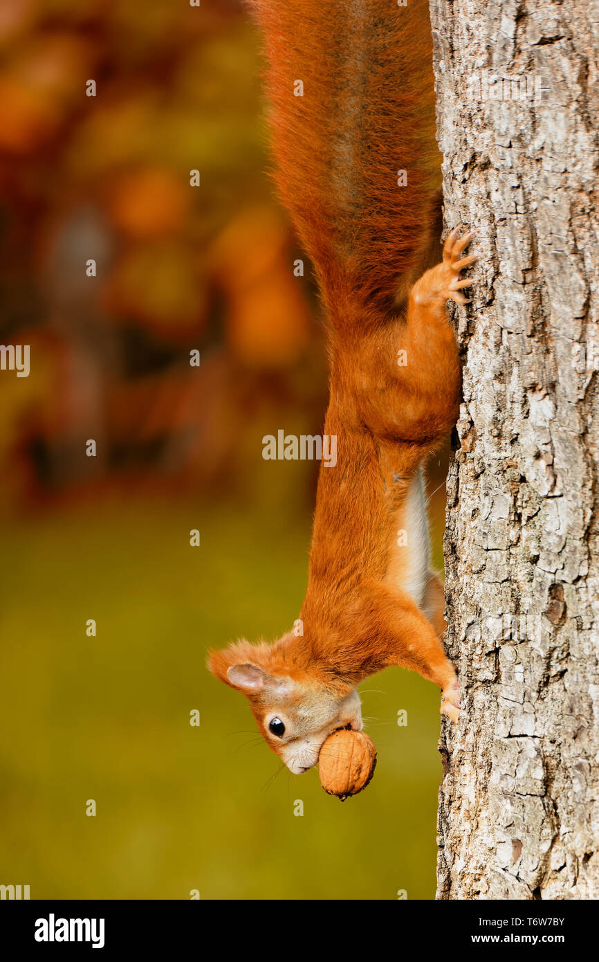 Eurasian red squirrel Stock Photo