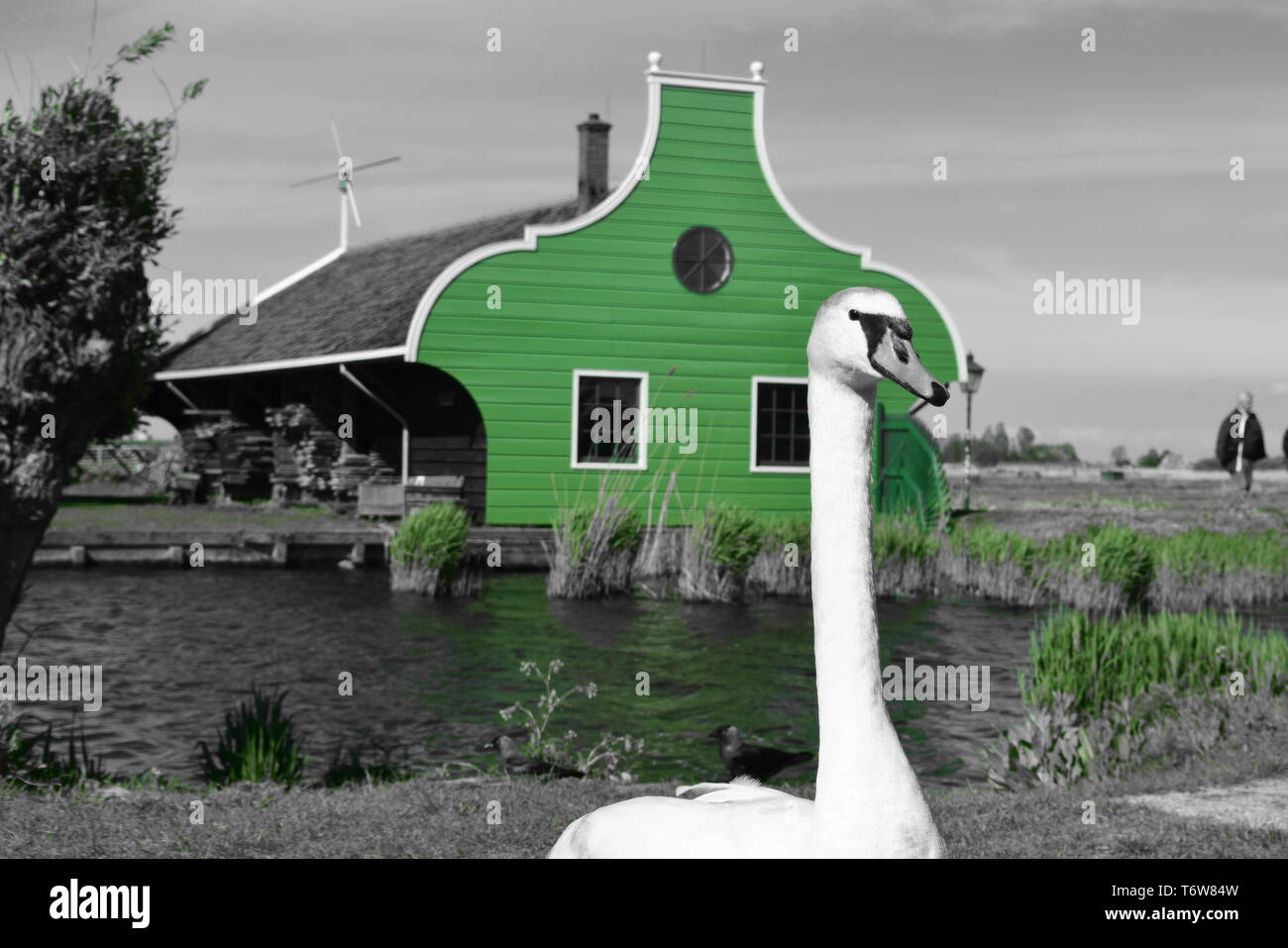zaanse schans windmill area green house & swan.spring 2019 Stock Photo