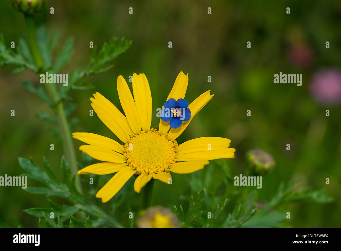 close up of blue flower on a yellow daisy flower in a garden with blurred background. Stock Photo