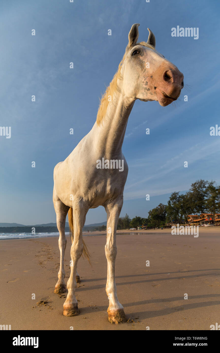 Horse on a beach Stock Photo