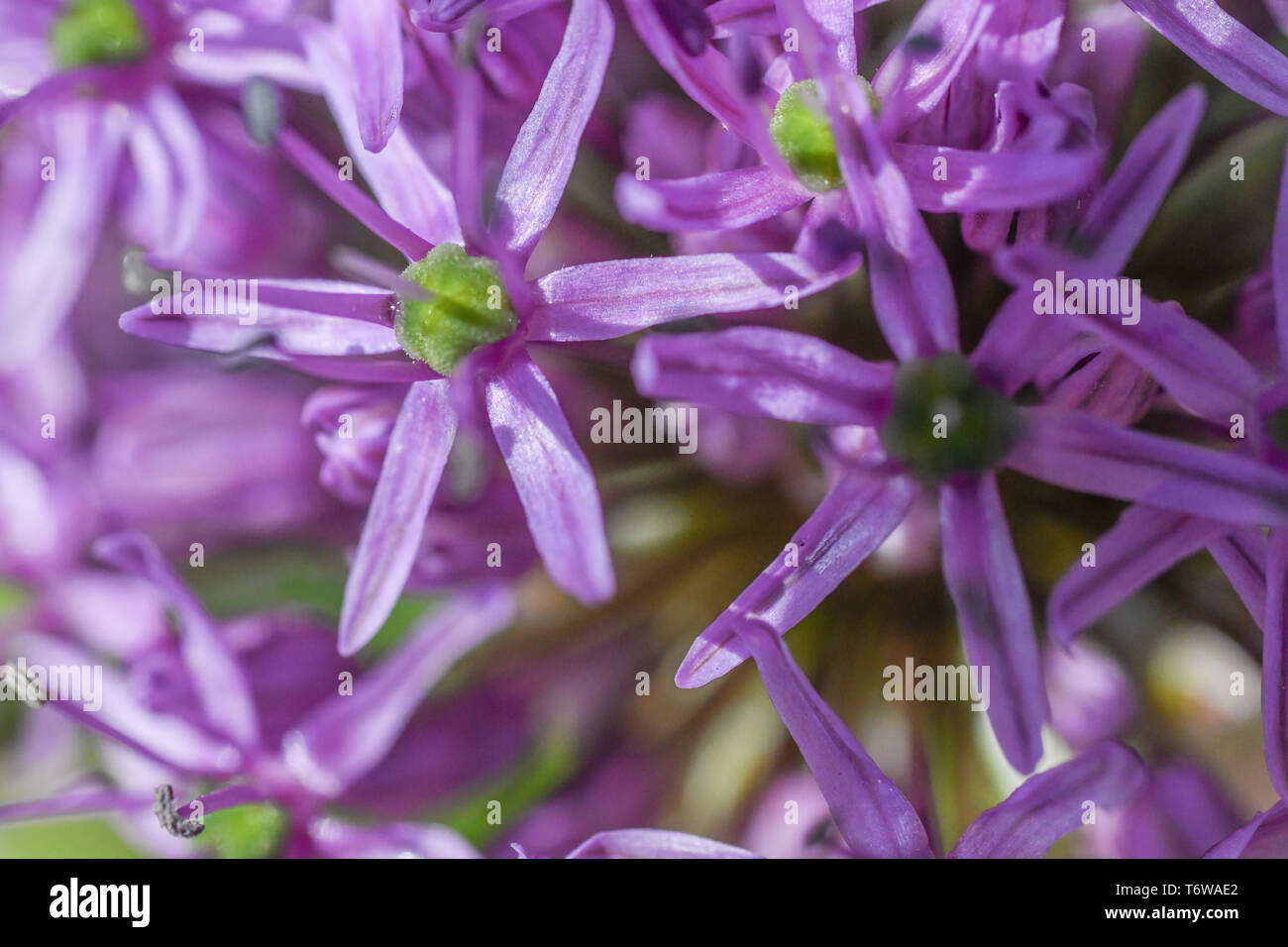 Allium flower closeup - Extreme close up of Allium Purple Sensation in spring garden bed - purple perennial flowering bulb green background Stock Photo