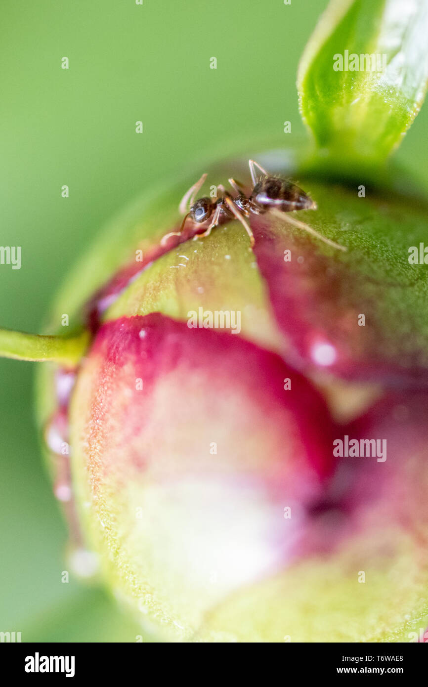 Peony flower bud with ants crawling - green paeony bud with magenta ...