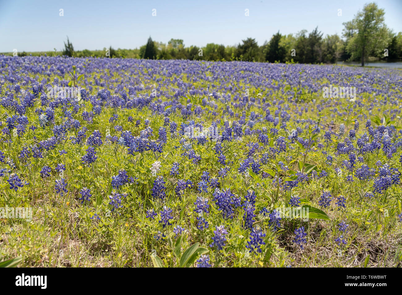 Bluebonnets in Ennis Texas Stock Photo