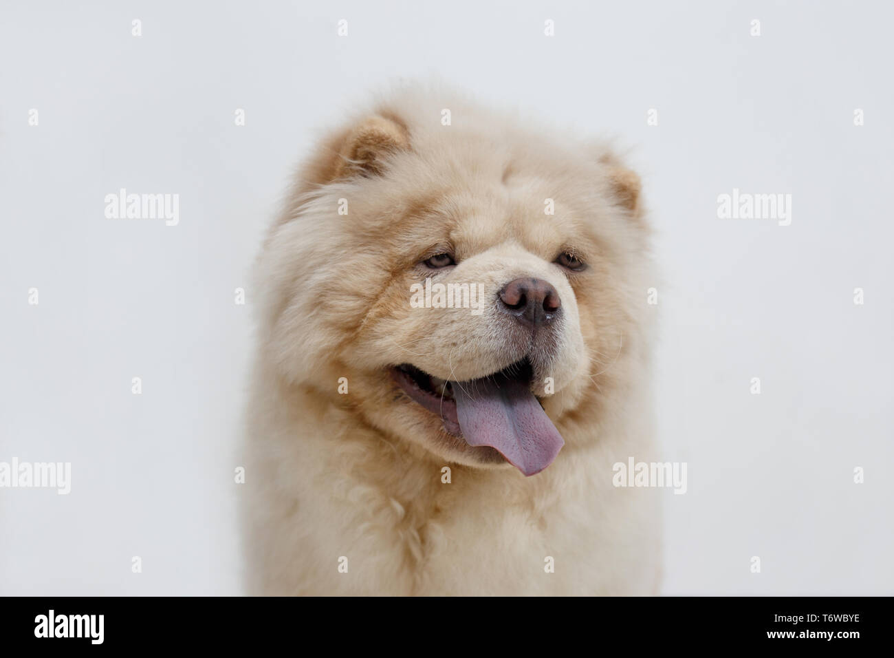 White chow cheap puppy