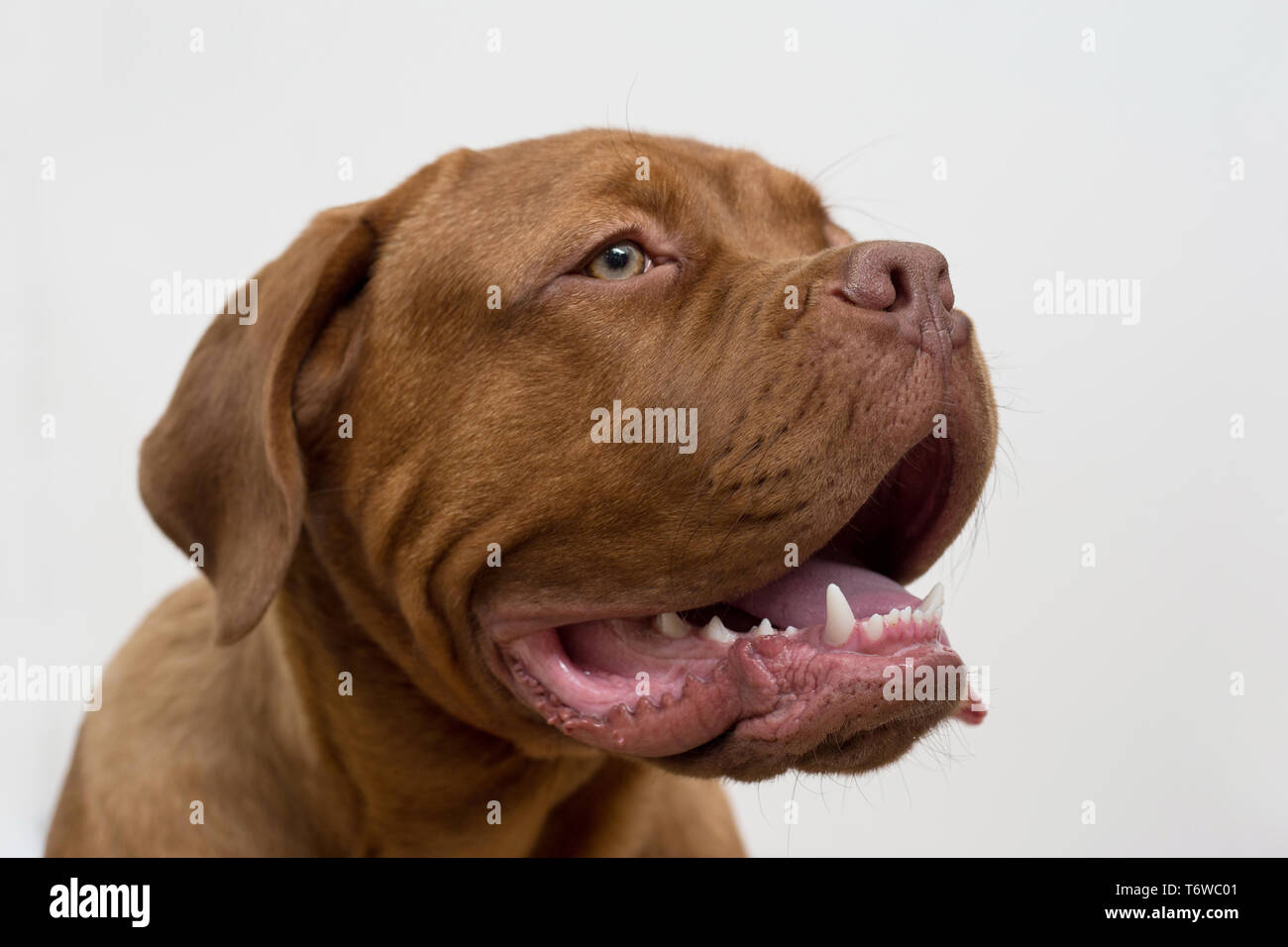Mastiff And Teeth High Resolution Stock Photography And Images Alamy