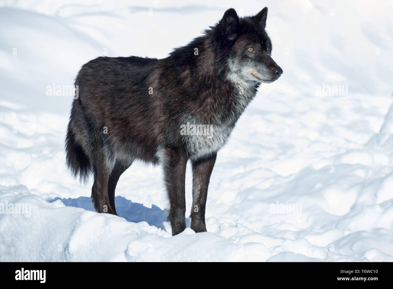 Black canadian wolf is standing on a white snow. Close up. Canis lupus
