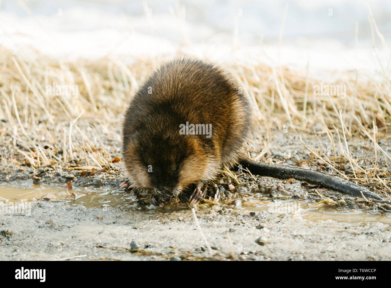 Straight on view of a muskrat drinking water out of a small puddle Stock Photo