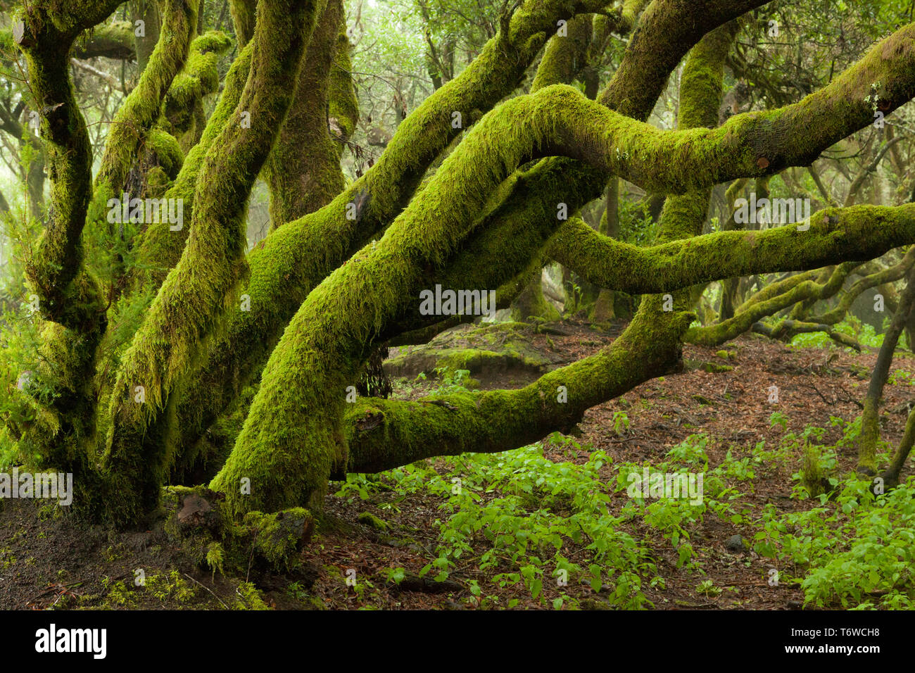 Tree fully covered with musk in el Hierro, Canary islands Stock Photo