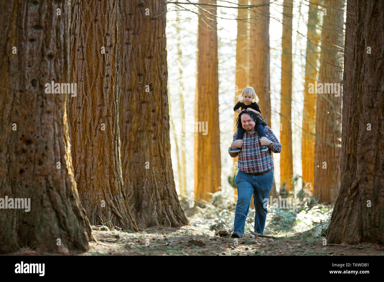 Father carries his daughter on his shoulders through the forest Stock Photo
