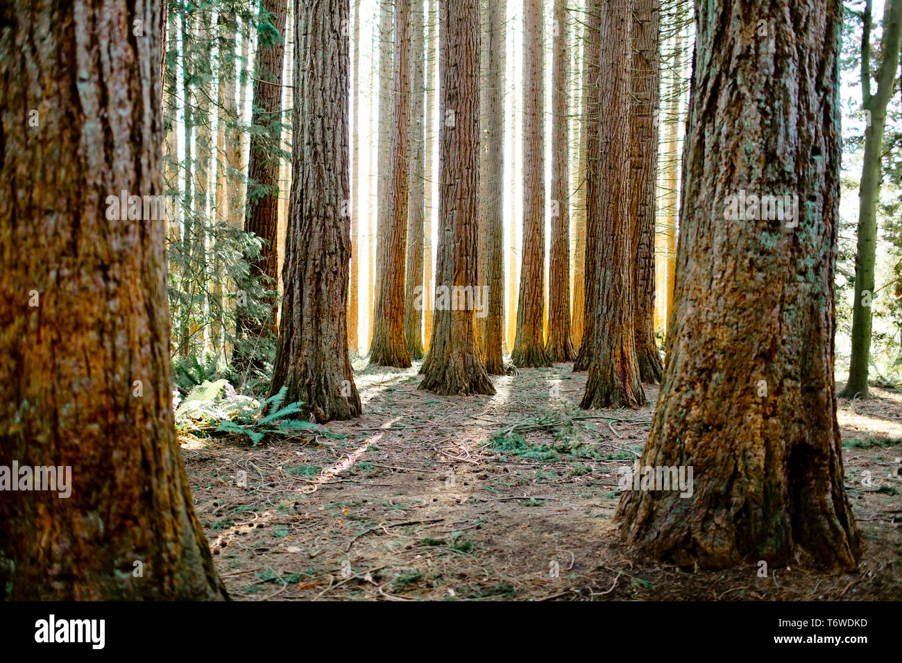 Backlit Redwood forest, (Sequoioideae) coniferous tree Stock Photo