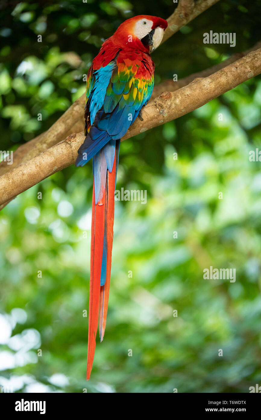 Scarlet macaw, Ara macao, Knini Paati, Upper Suriname River, Suriname Stock Photo
