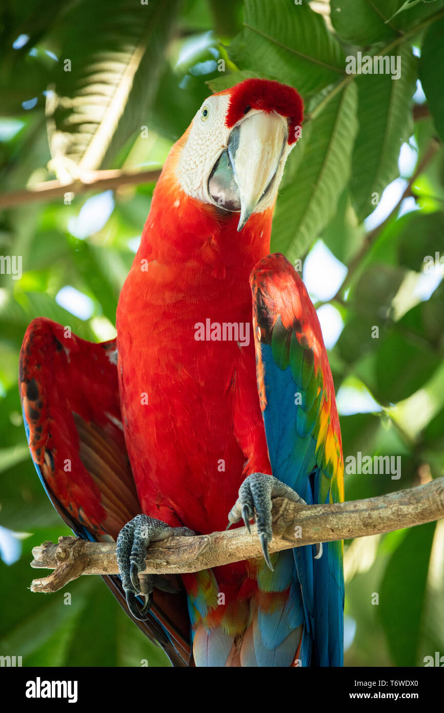 Scarlet macaw, Ara macao, Knini Paati, Upper Suriname River, Suriname Stock Photo