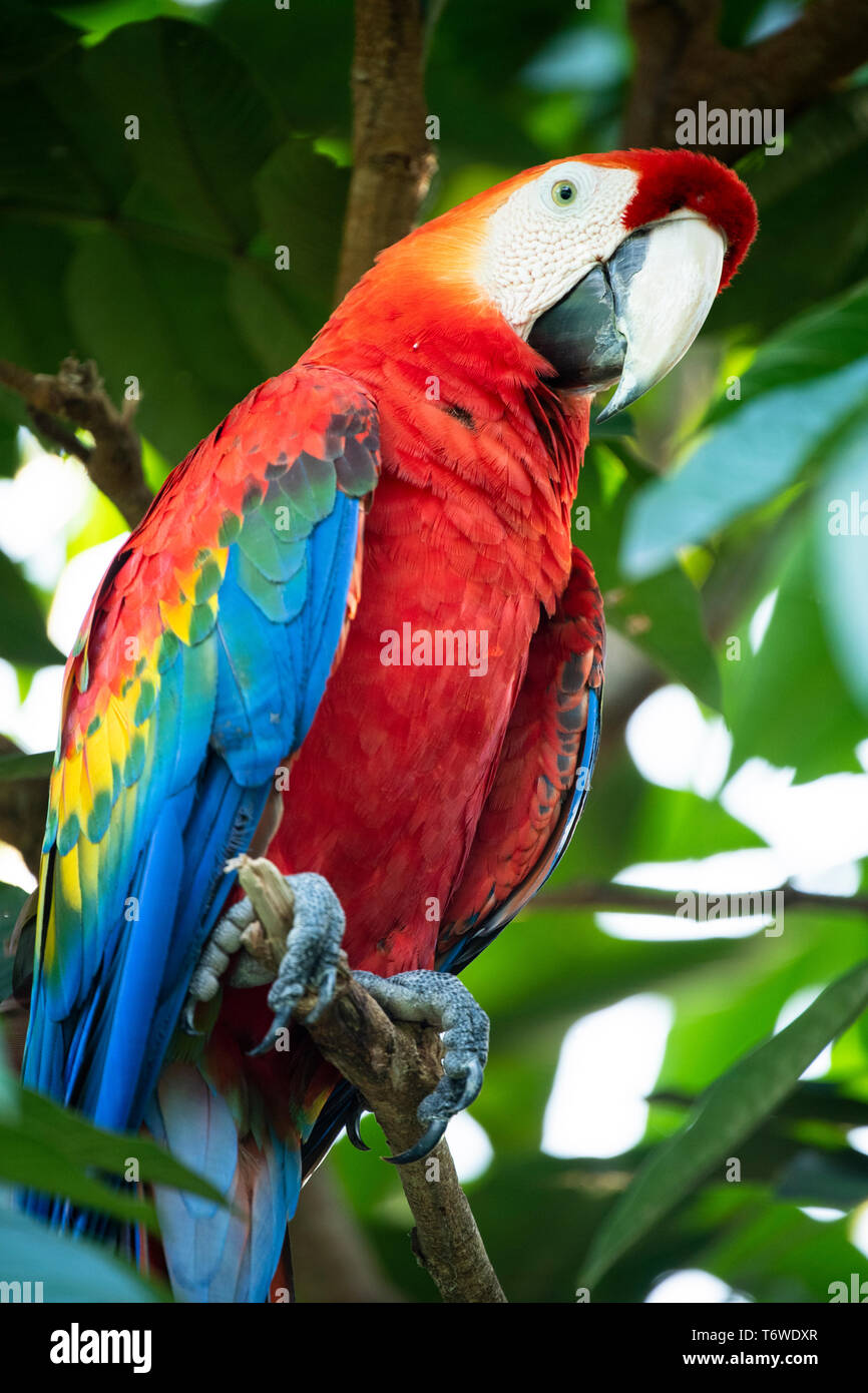 Scarlet macaw, Ara macao, Knini Paati, Upper Suriname River, Suriname Stock Photo