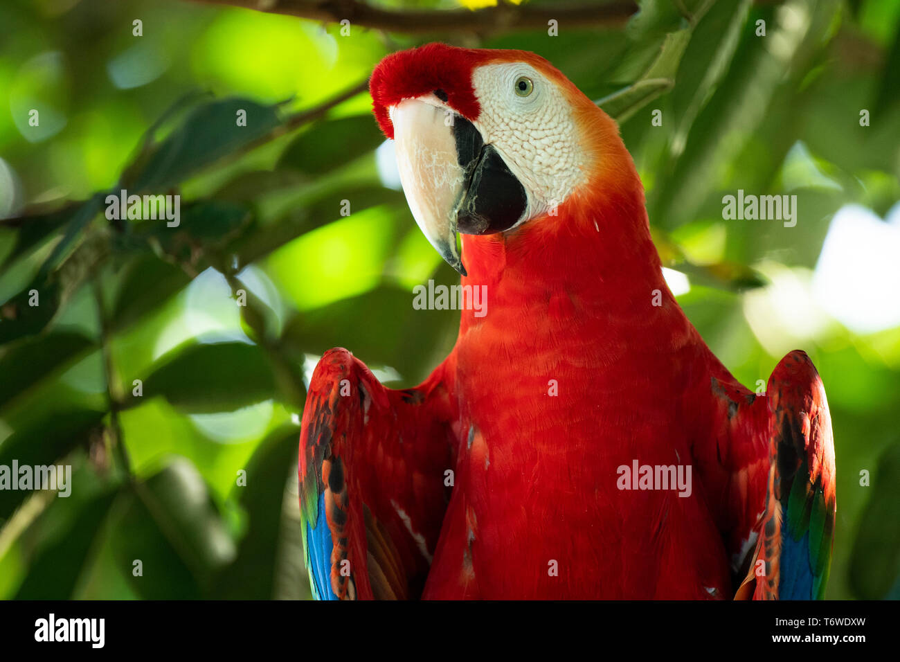 Scarlet macaw, Ara macao, Knini Paati, Upper Suriname River, Suriname Stock Photo